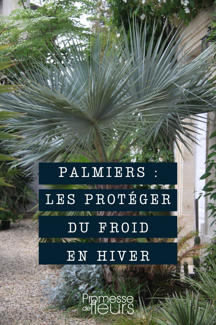 palmeira : proteger do frio