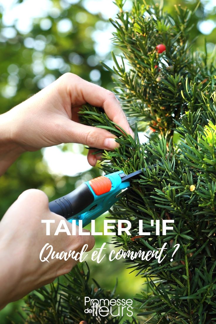 A poda do teixo (Taxus)