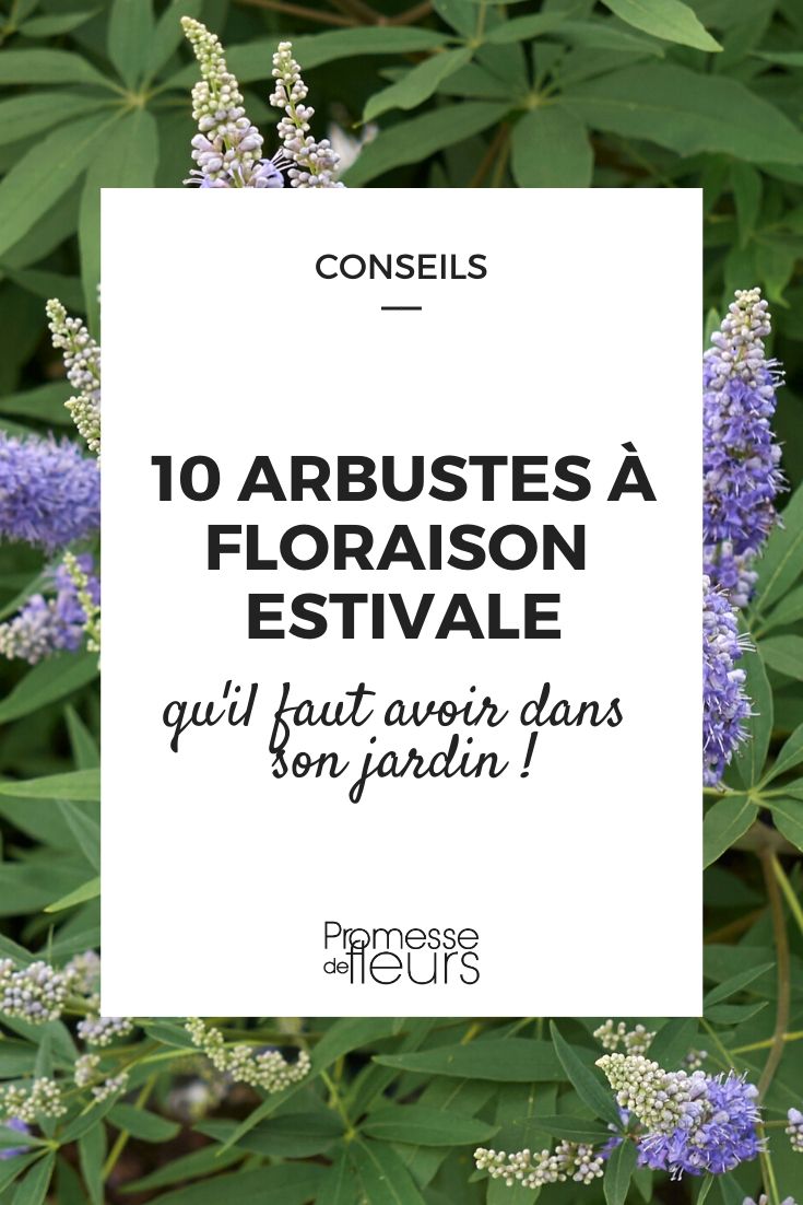 A nossa seleção de 10 arbustos com floração estival indispensáveis