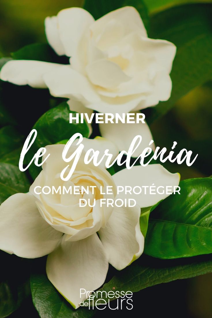 Gardénia: protegê-la do gelo
