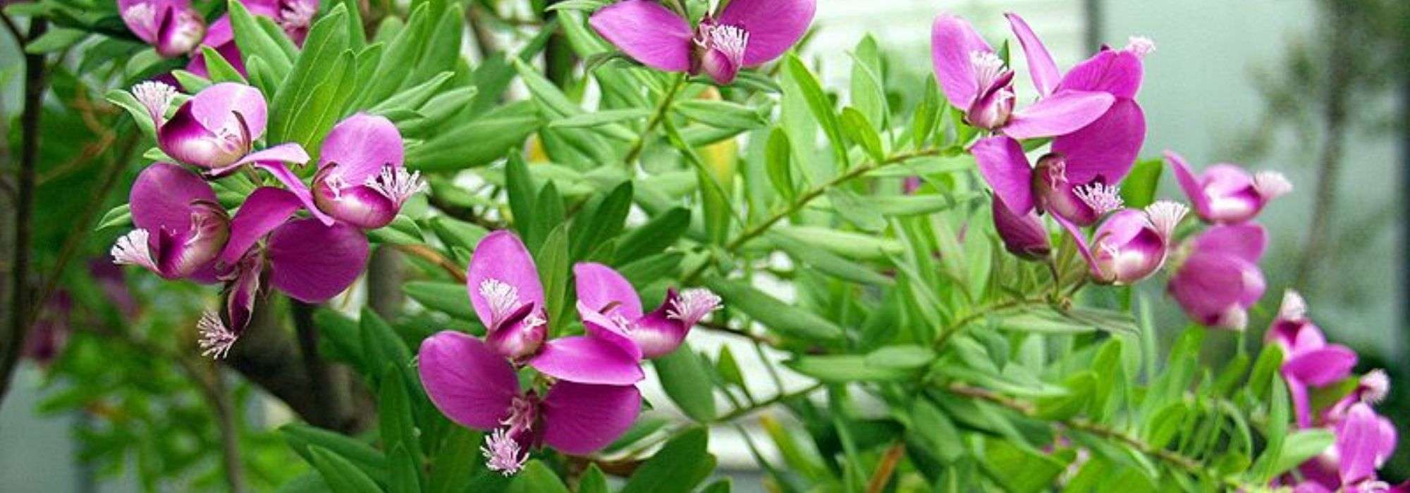 Polygala : plantar, podar e cuidar