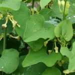 A aristolóquia: plantar, cultivar