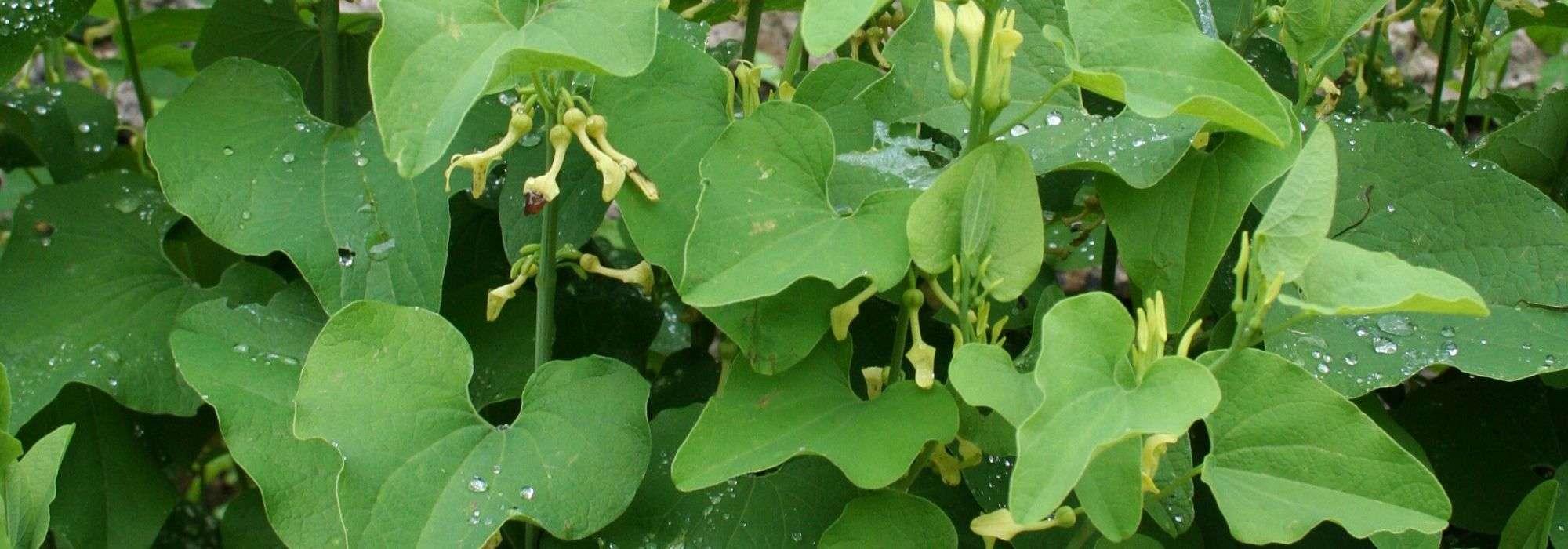 A aristolóquia: plantar, cultivar