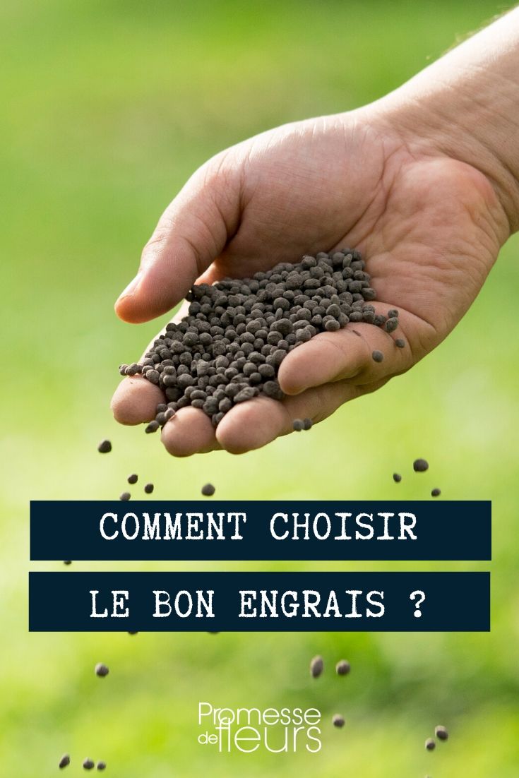 Adubo: qual escolher?