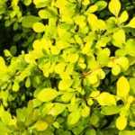10 arbustos de folhagem amarelo-dourada para iluminar o jardim
