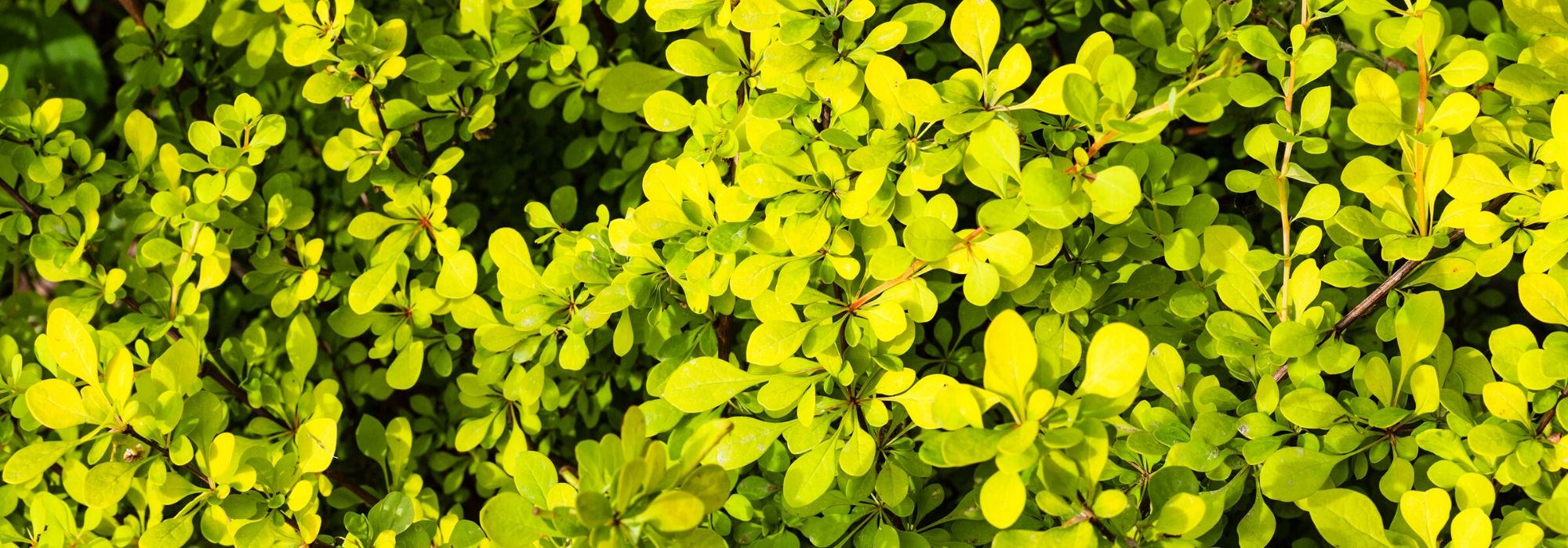 10 arbustos de folhagem amarelo-dourada para iluminar o jardim