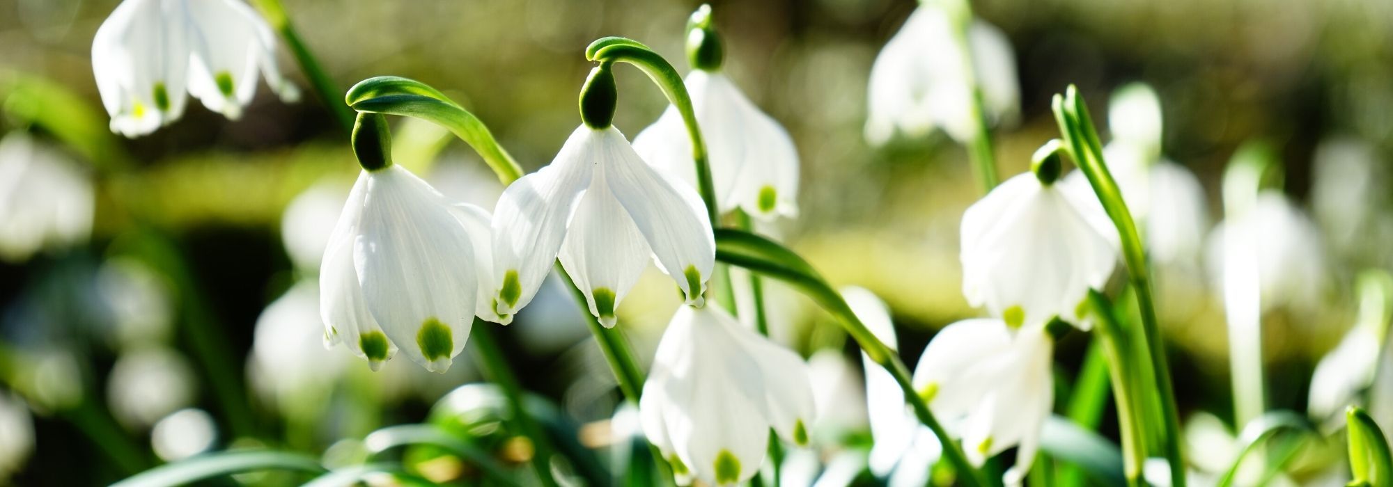 Campainha, Leucojum : plantação, cultivo, manutenção