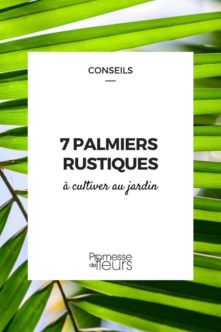 palmeiras rústicas para cultivar no jardim