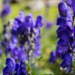 7 plantas tóxicas a conhecer antes de as instalar no jardim