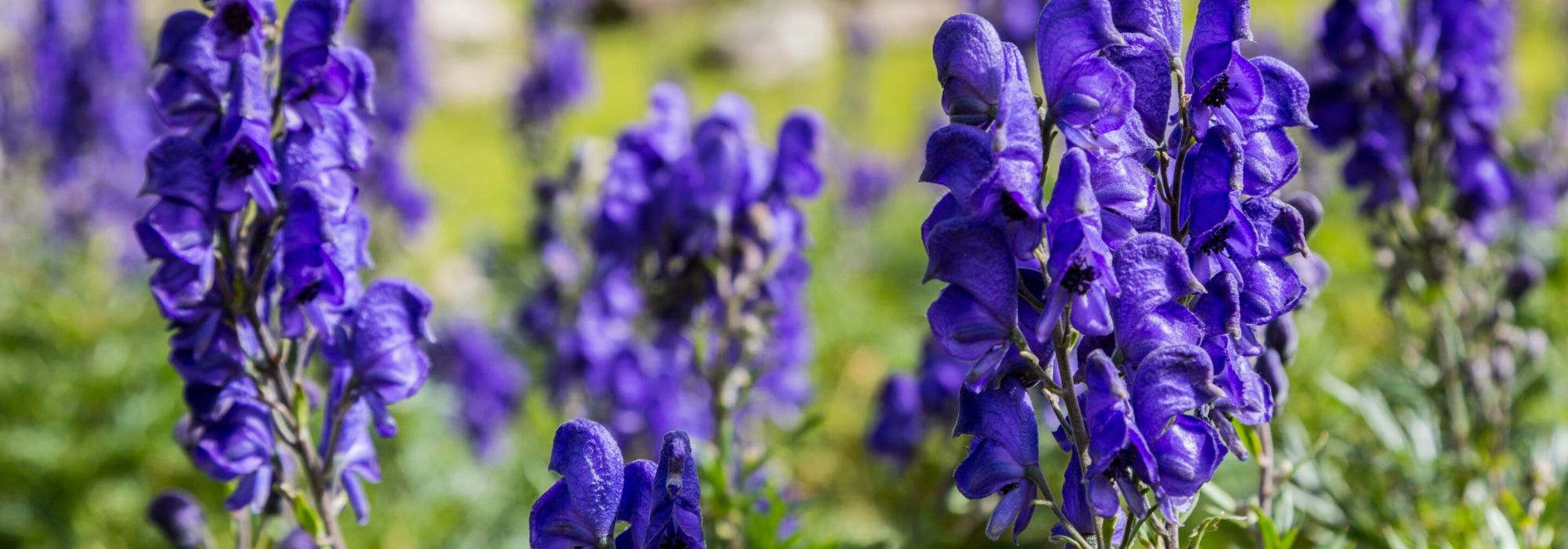 7 plantas tóxicas a conhecer antes de as instalar no jardim