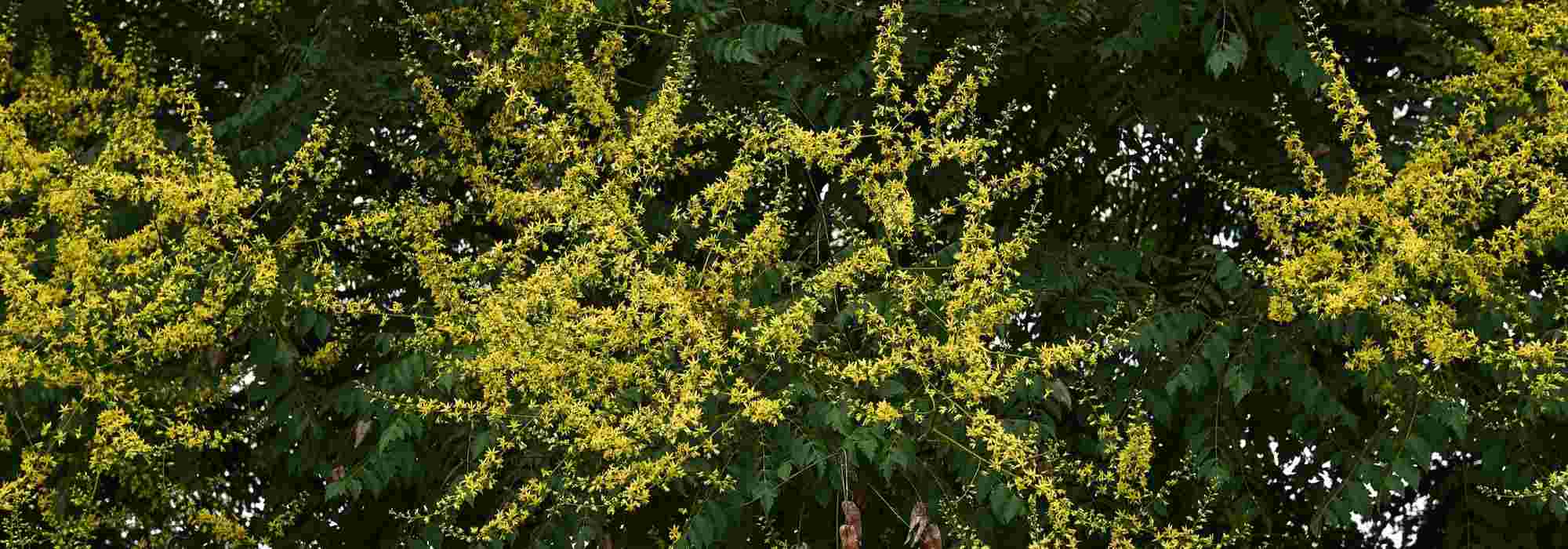 O Saboeiro, Koelreuteria : plantação, manutenção