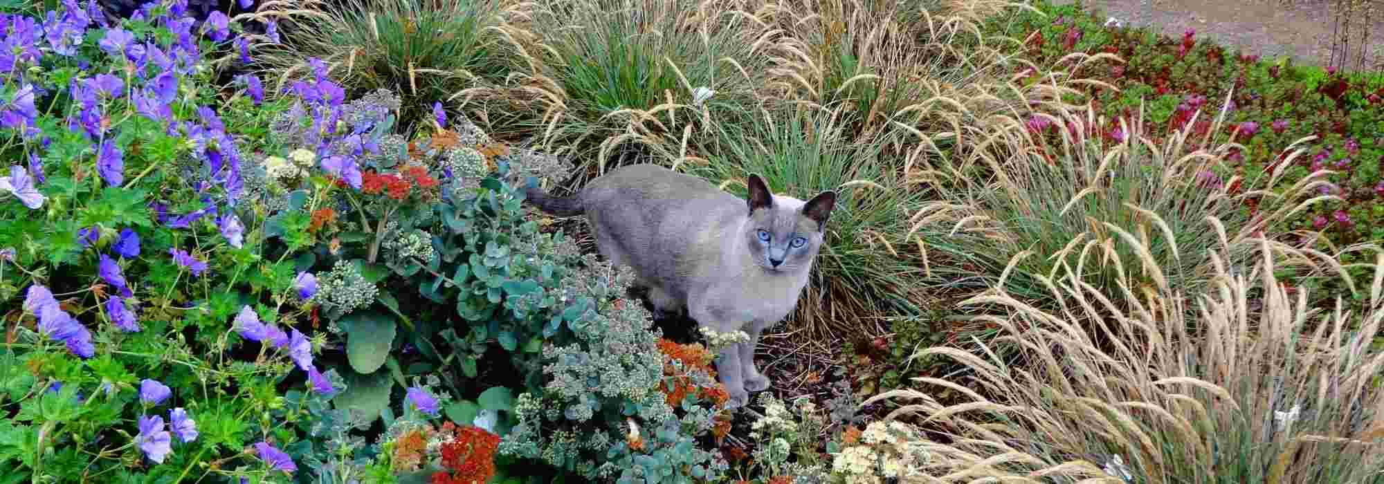 Como afastar os gatos do jardim? Repelentes, plantas e outros truques