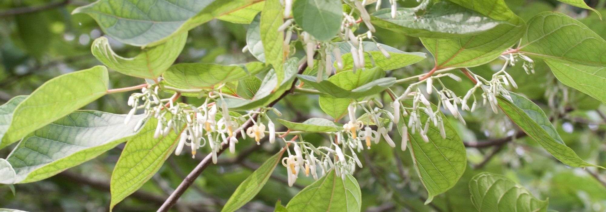 Alangium platanifolium, chinense : plantação e cultivo