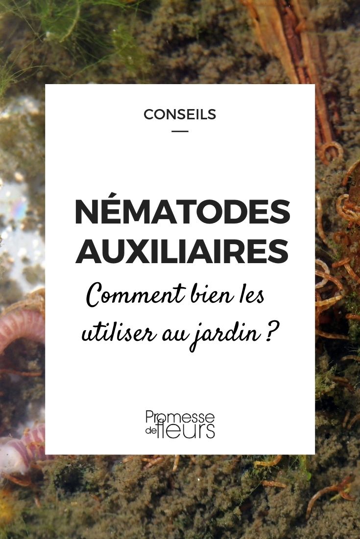 Nemátodos auxiliares: como utilizá-los corretamente no jardim? Os nossos conselhos