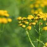 8 plantas repelentes: fazem a guarda no jardim!