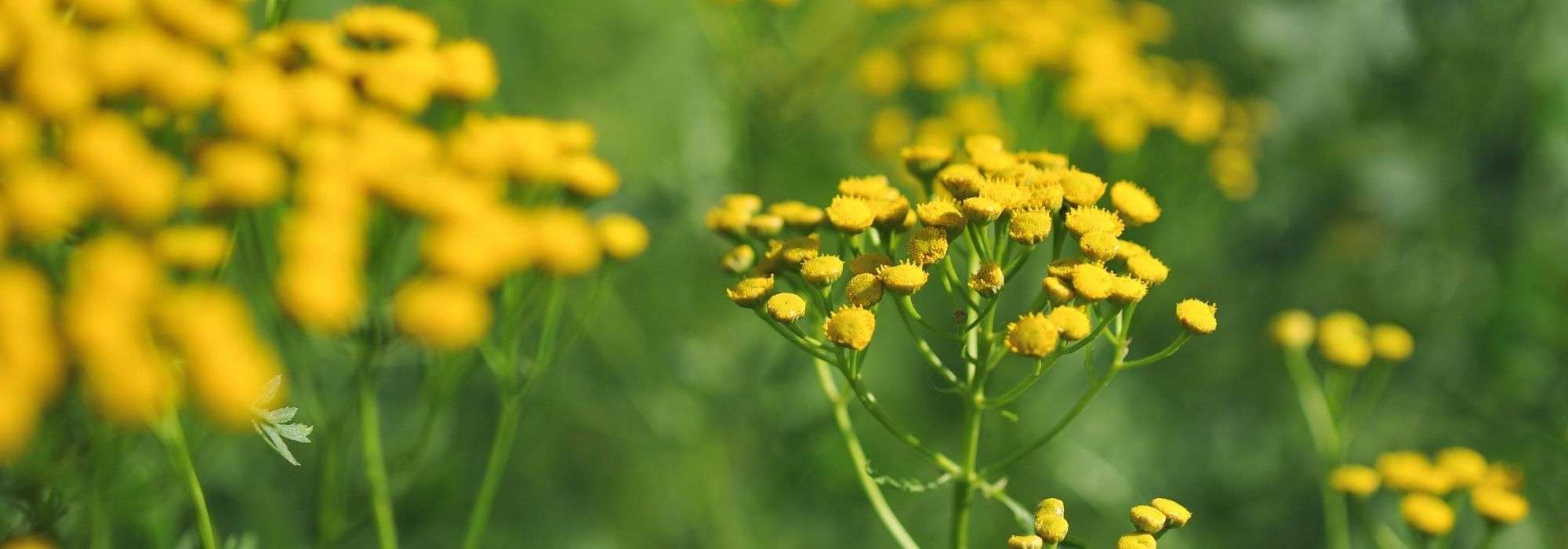 8 plantas repelentes: fazem a guarda no jardim!