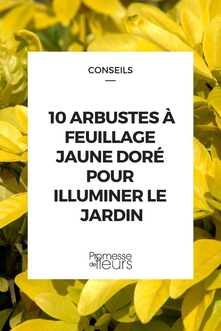 10 arbustos de folhagem amarelo-dourada para iluminar o jardim