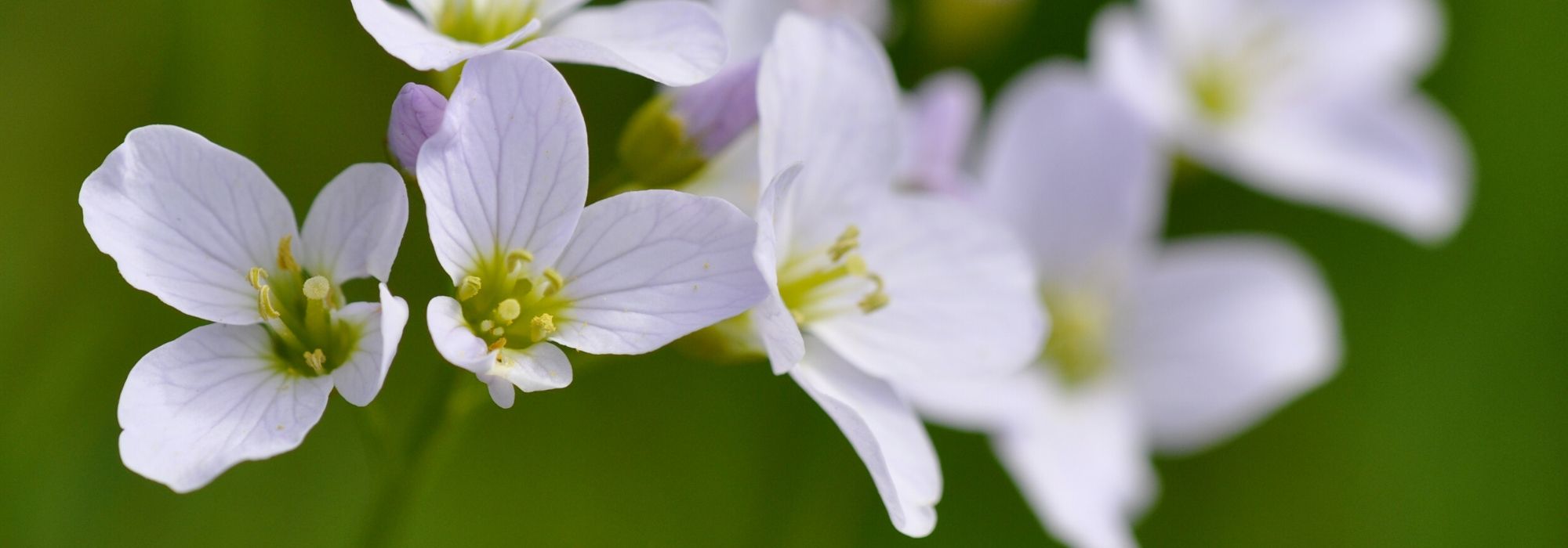Cardamina: plantar, cultivar