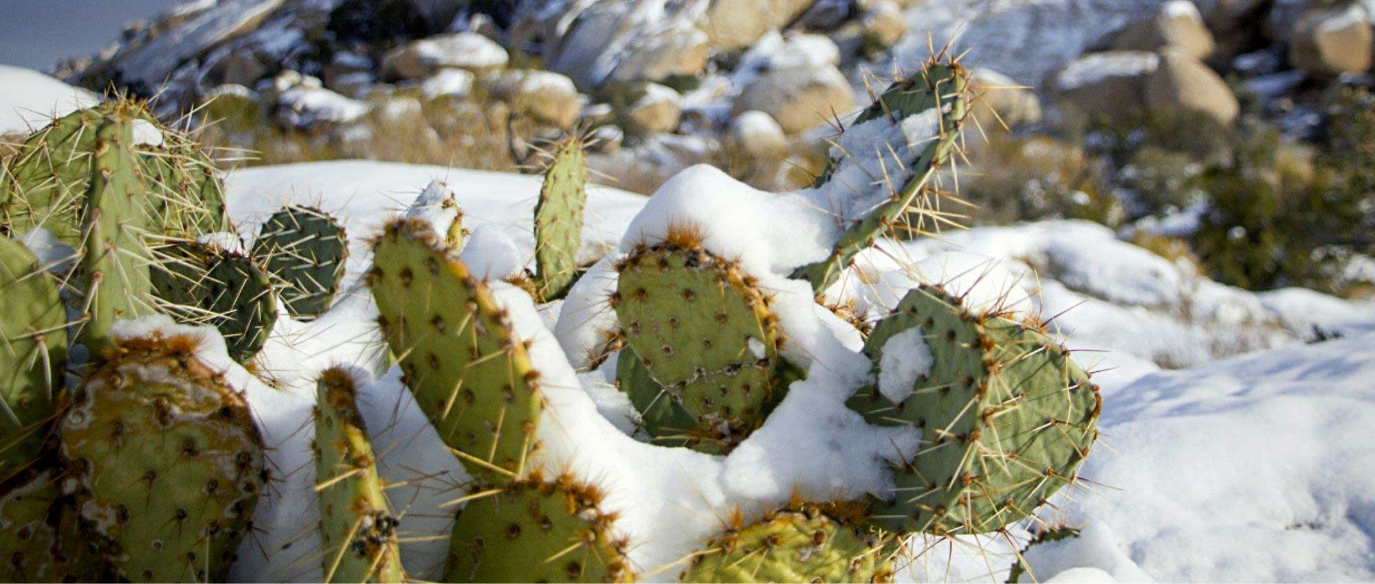 Como proteger os cactos-estrela no inverno?