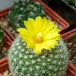 Como plantar um cacto-estrela em vaso?