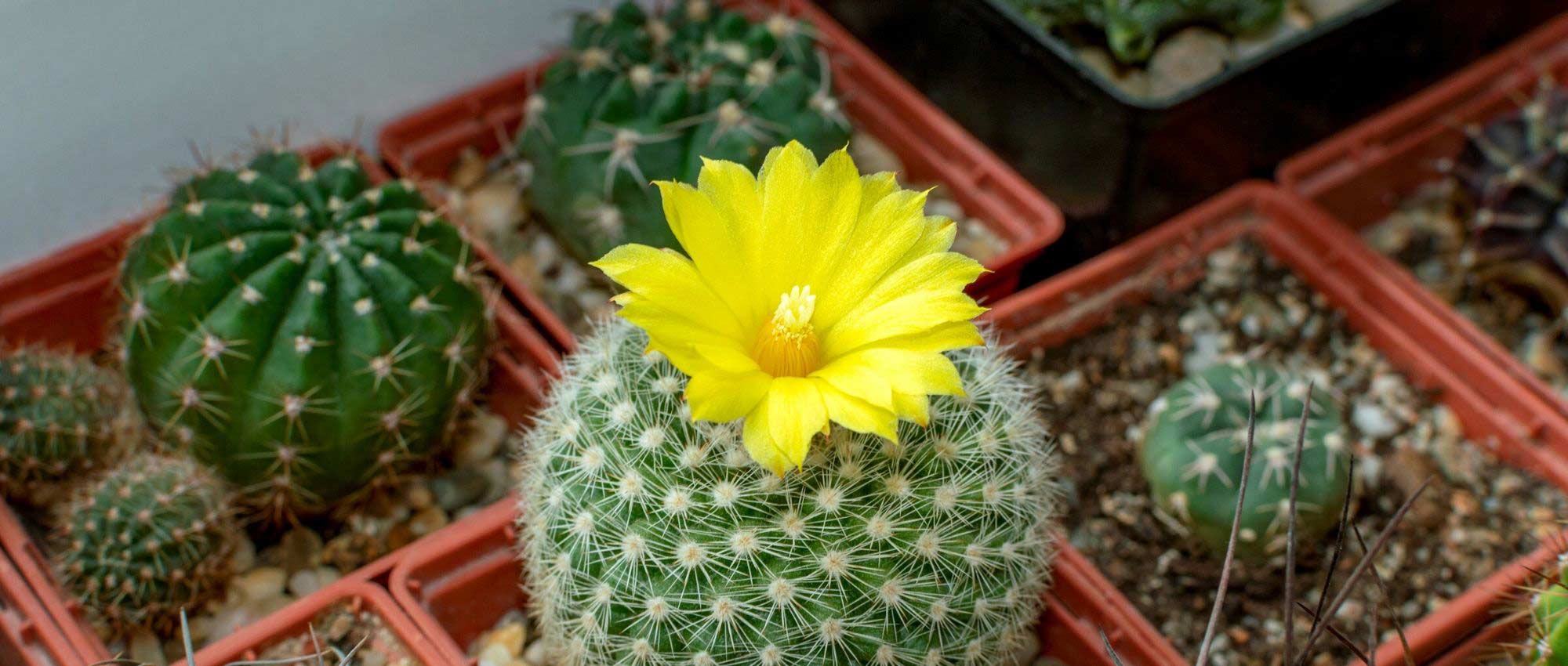 Como plantar um cacto-estrela em vaso?