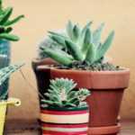 Cacto-estrela e orelhas-de-porco de interior: cultivar e cuidar