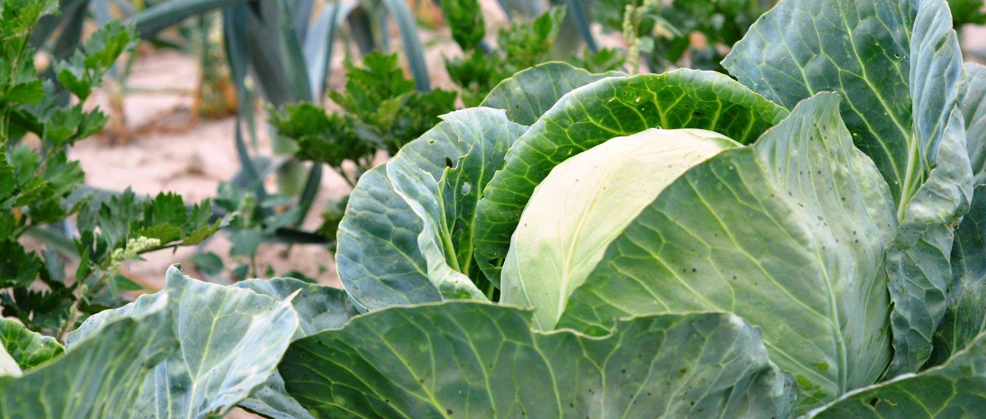 Adubo para horta: como escolher?
