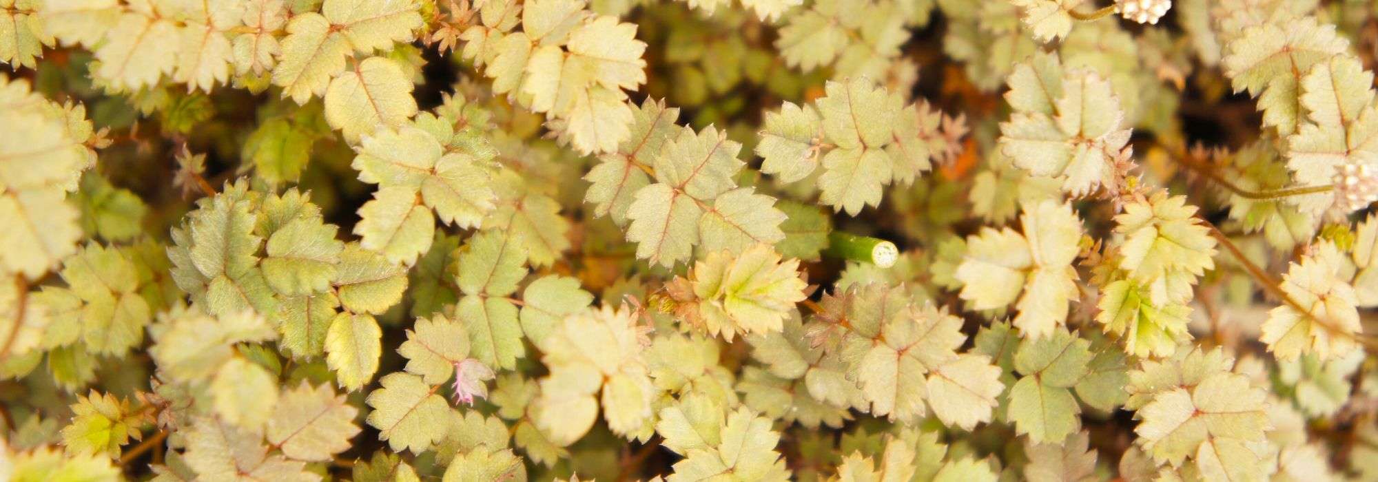 Acaena, acena: plantar, cultivar