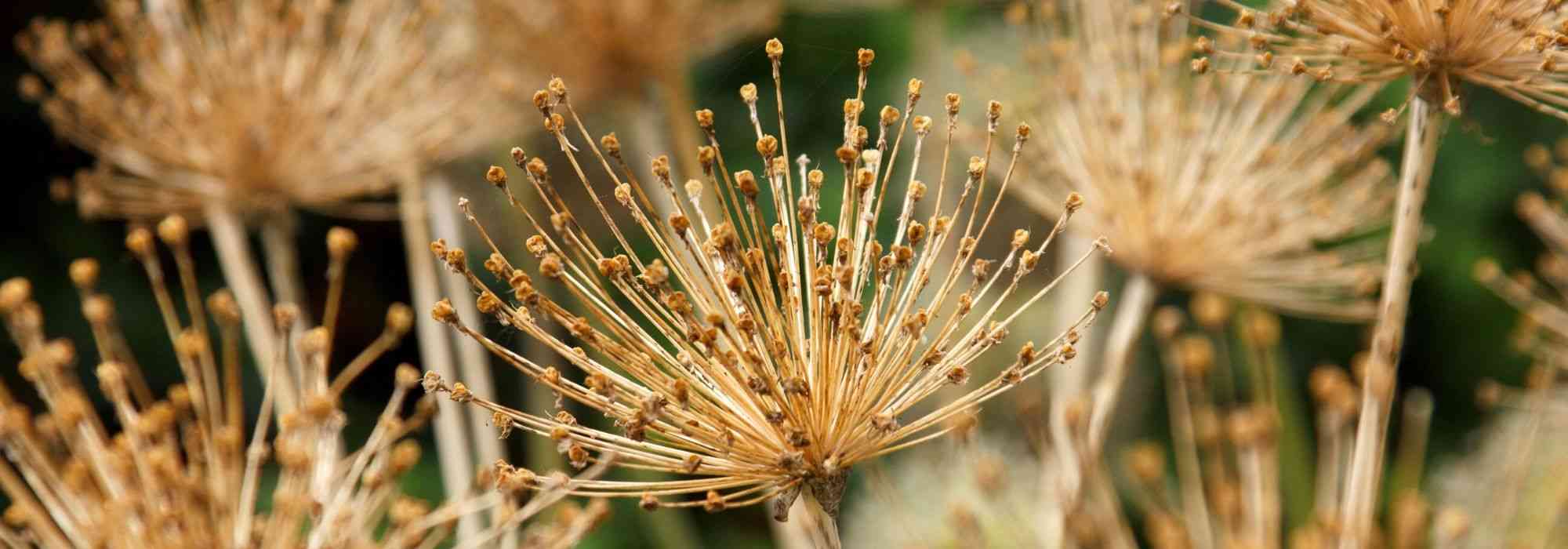 Como secar as flores de alho?