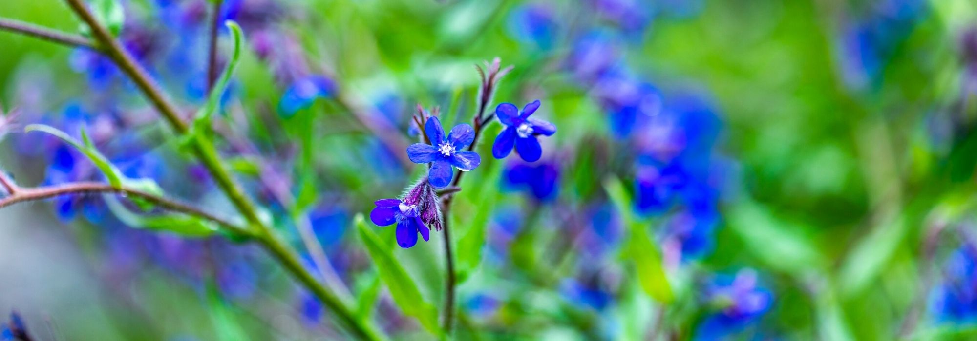 Buglossa, Anchusa : plantar, cultivar