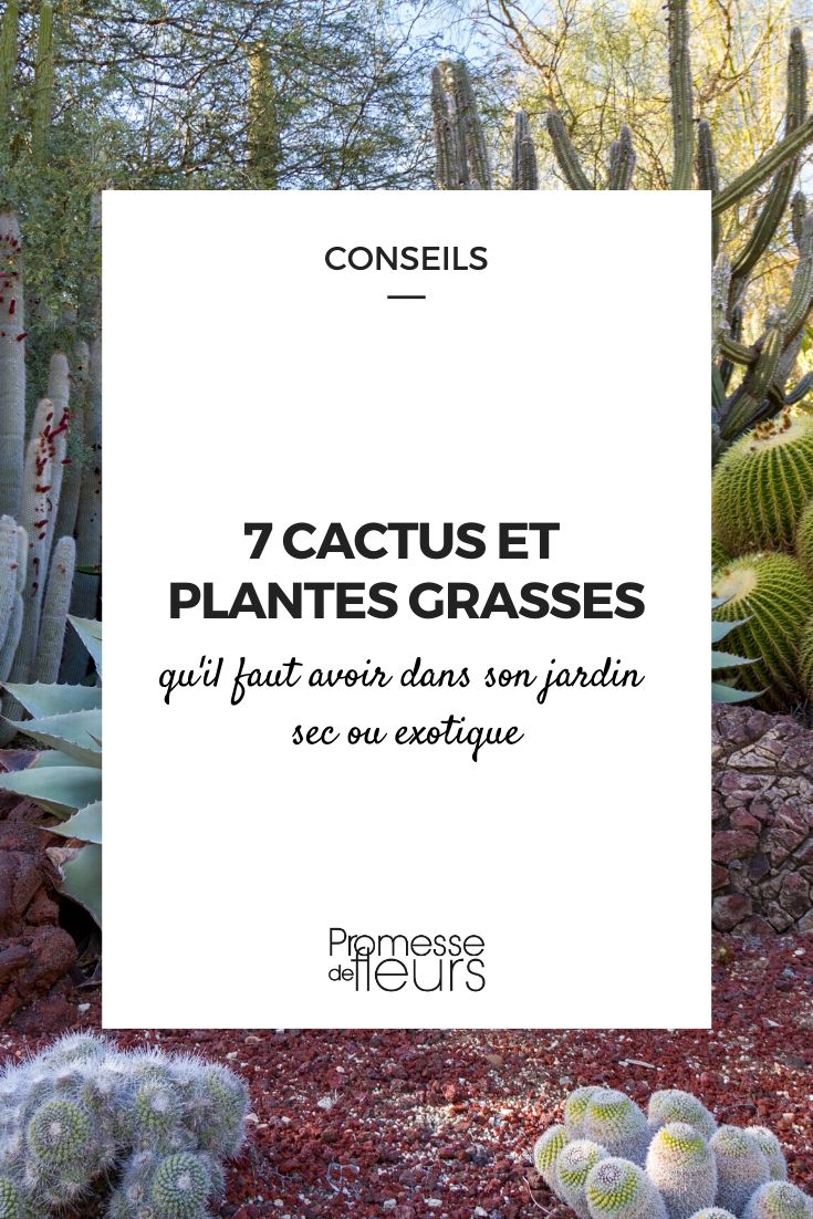7 cactos-estrela e orelhas-de-porco incontornáveis
