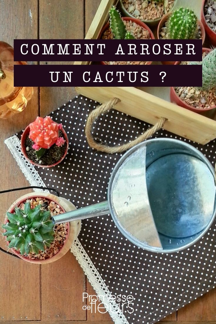 cacto-estrela : como regar bem?