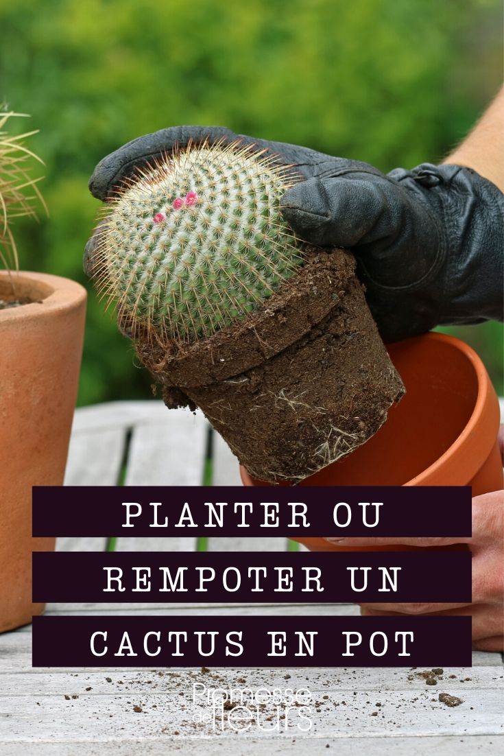 cacto-estrela, plantação e transplante