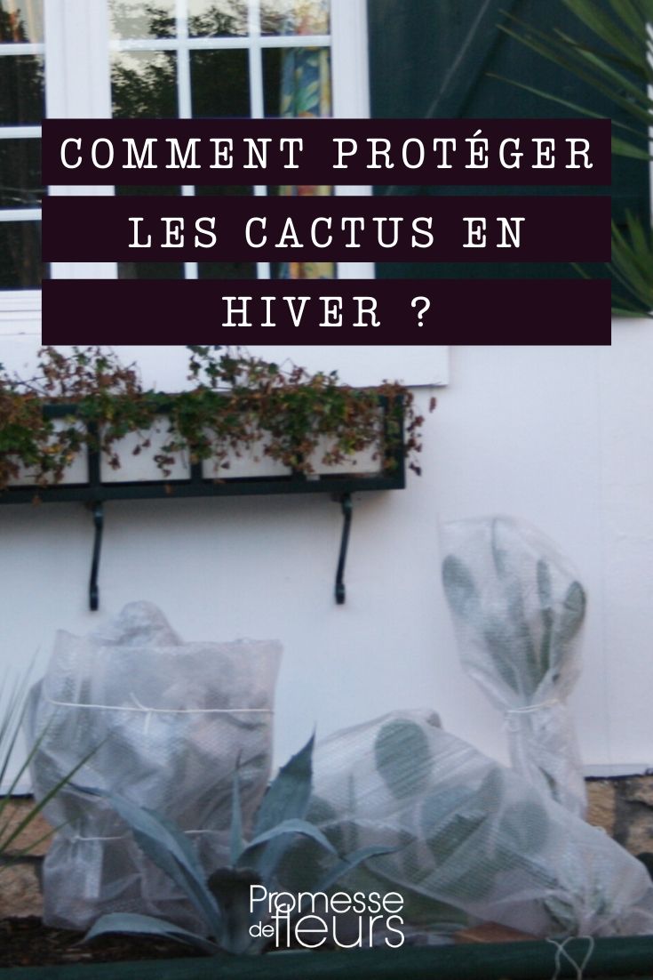 proteger um cacto-estrela no inverno