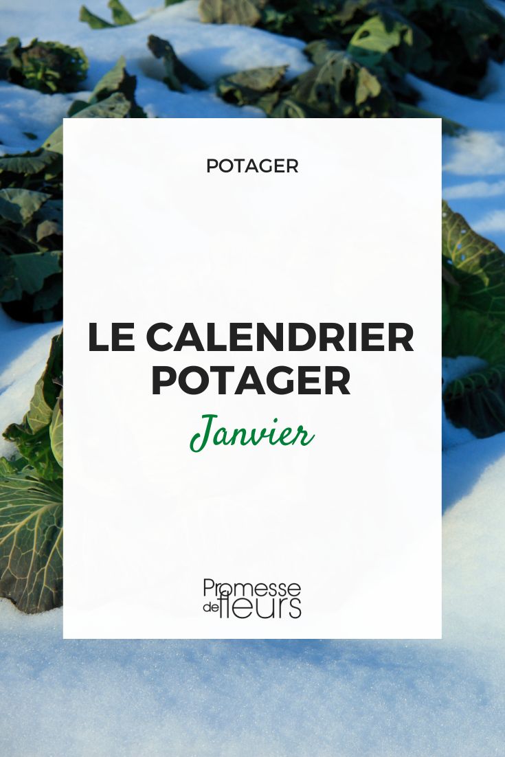 calendário da horta em janeiro
