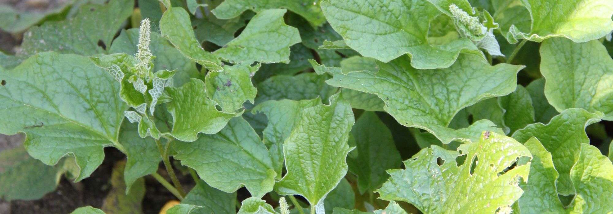 Pé-de-ganso : plantar, semear, colher