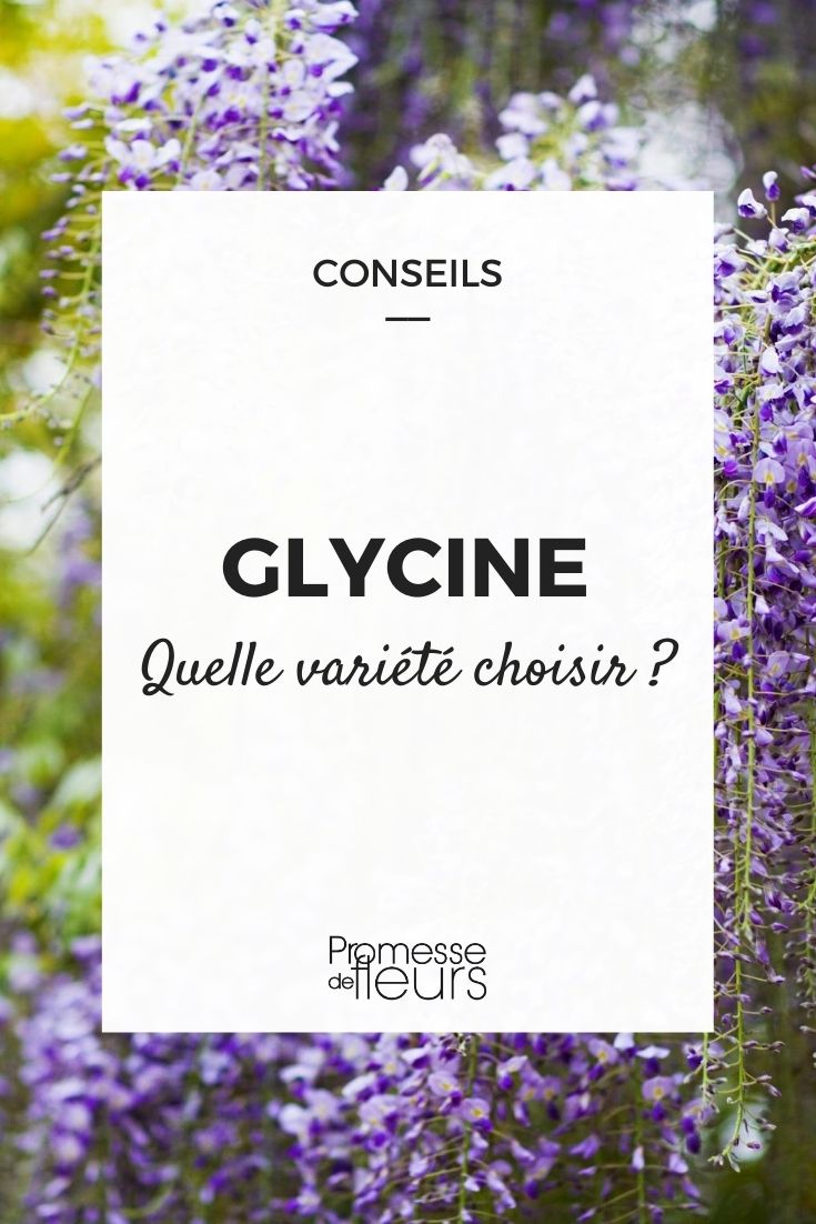 glicínia, guia de compra