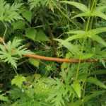 Como tutelar uma planta perene?