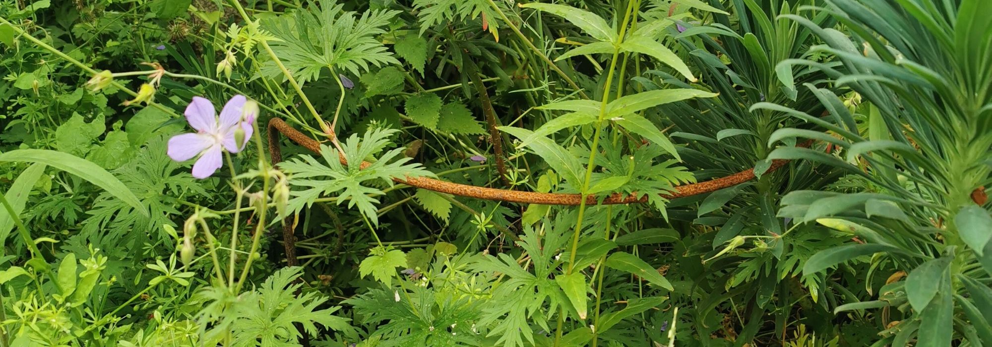 Como tutelar uma planta perene?