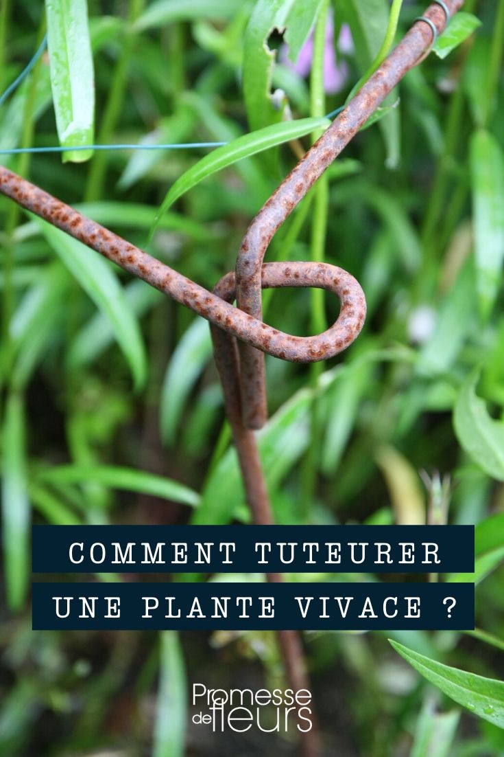 tutoragem planta perene