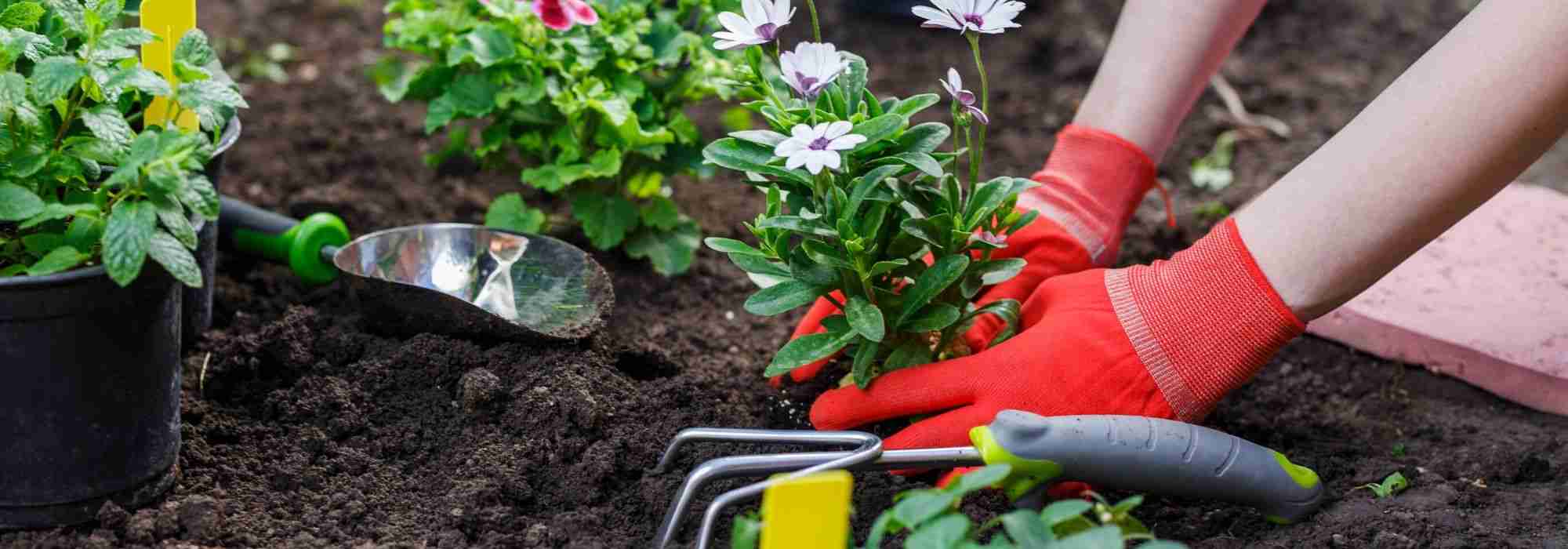 Jardinagem: como evitar acidentes?