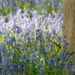 6 bolbos fáceis de naturalizar no jardim