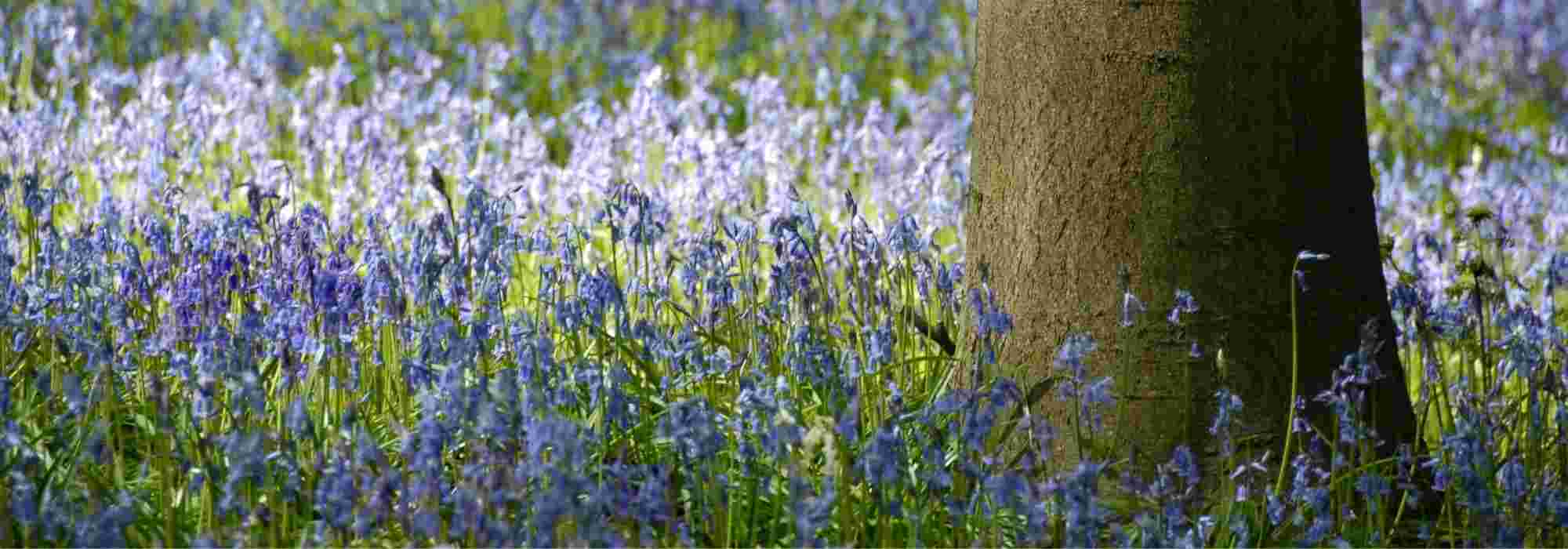 6 bolbos fáceis de naturalizar no jardim