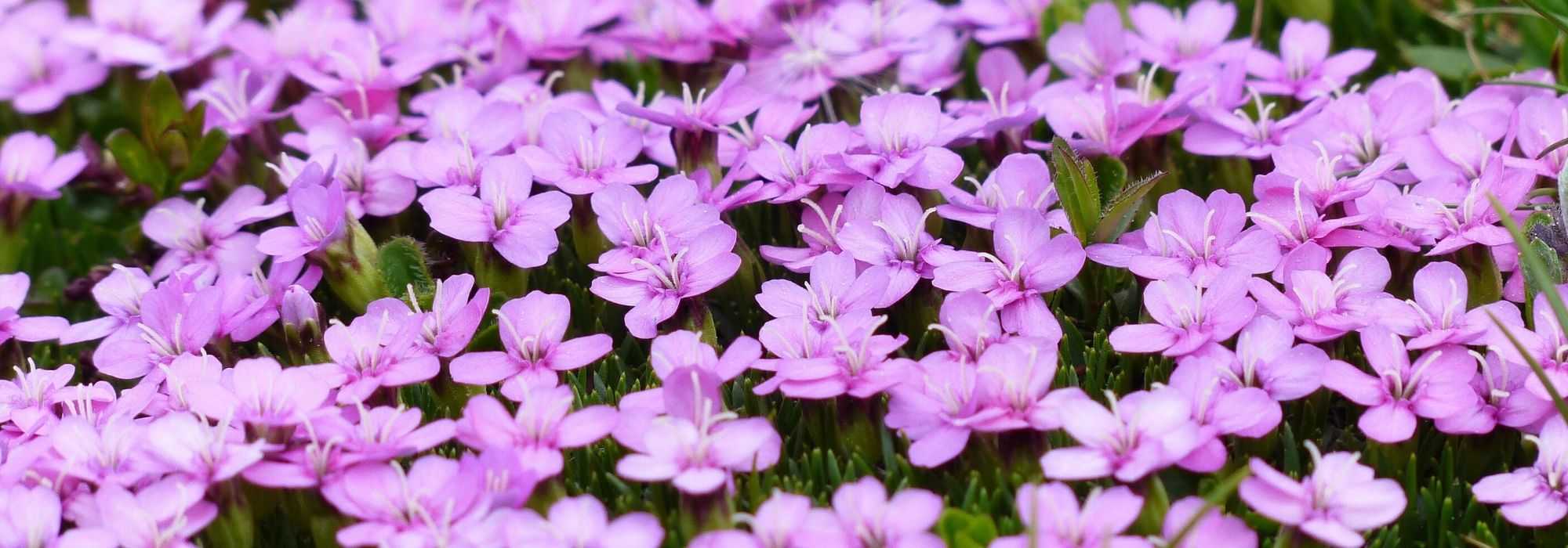 Silene: plantar, semear, cultivar