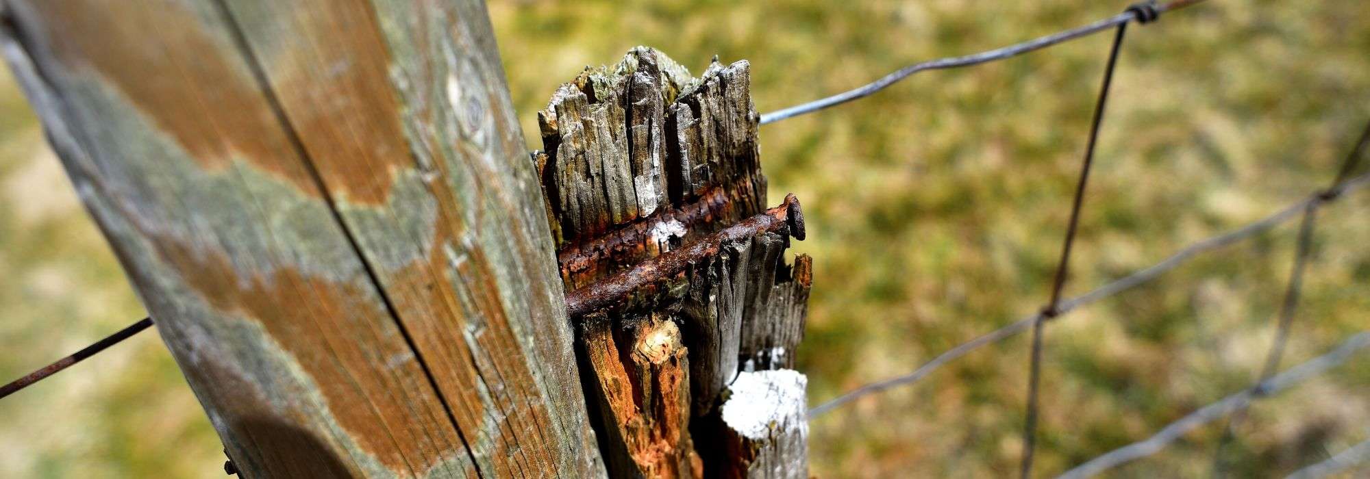 Tétano: jardineiros, não percam o reforço da vacina!