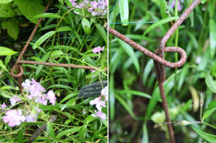 tutoragem de plantas perenes