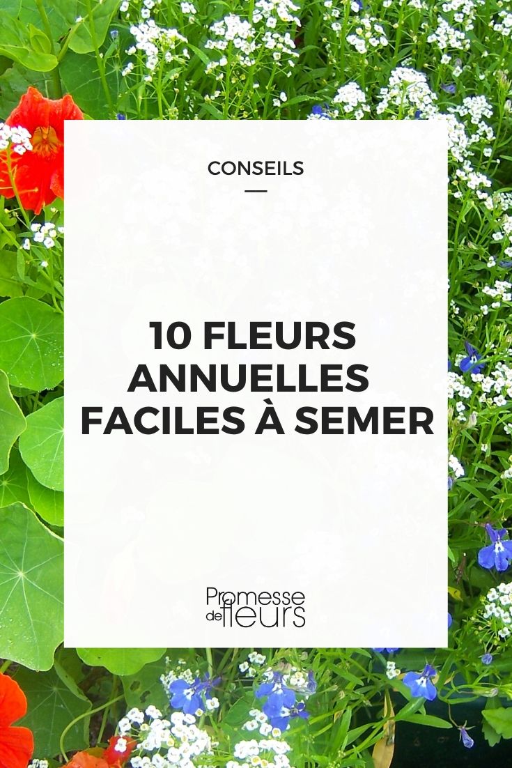 10 flores anuais fáceis de semear