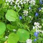 10 flores anuais fáceis de semear