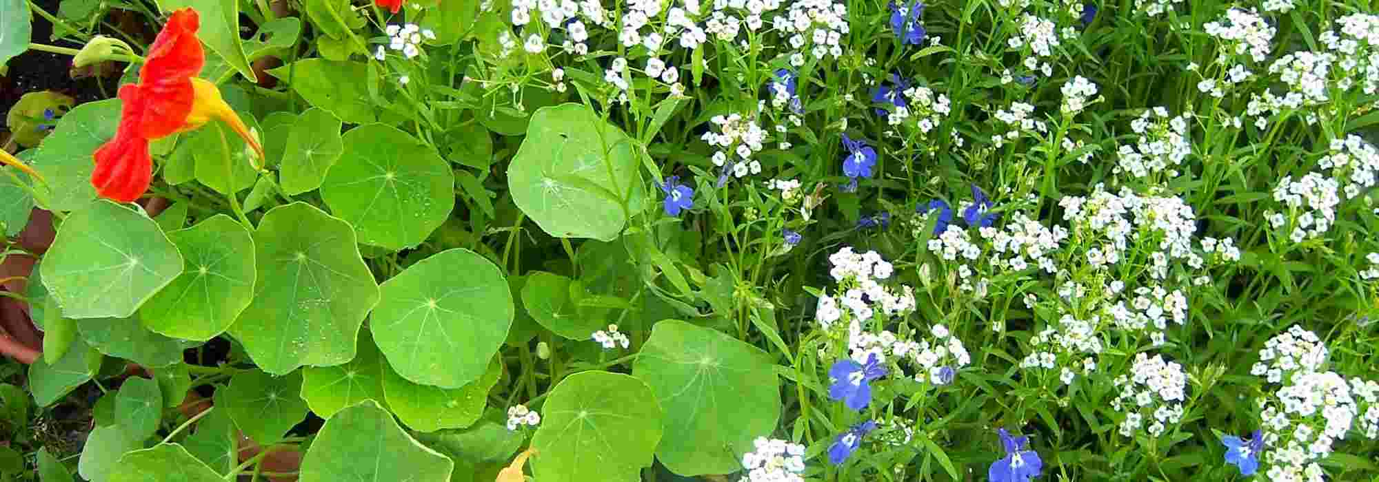 10 flores anuais fáceis de semear
