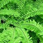 A Avenca ou Adiantum: plantação, cultivo e manutenção